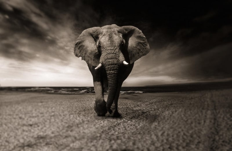 Wildlife Encounter