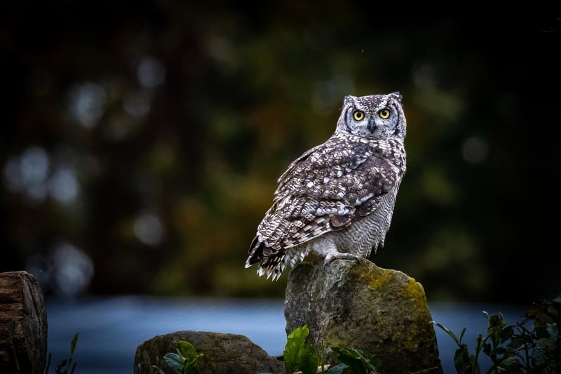 Wildlife Specialists